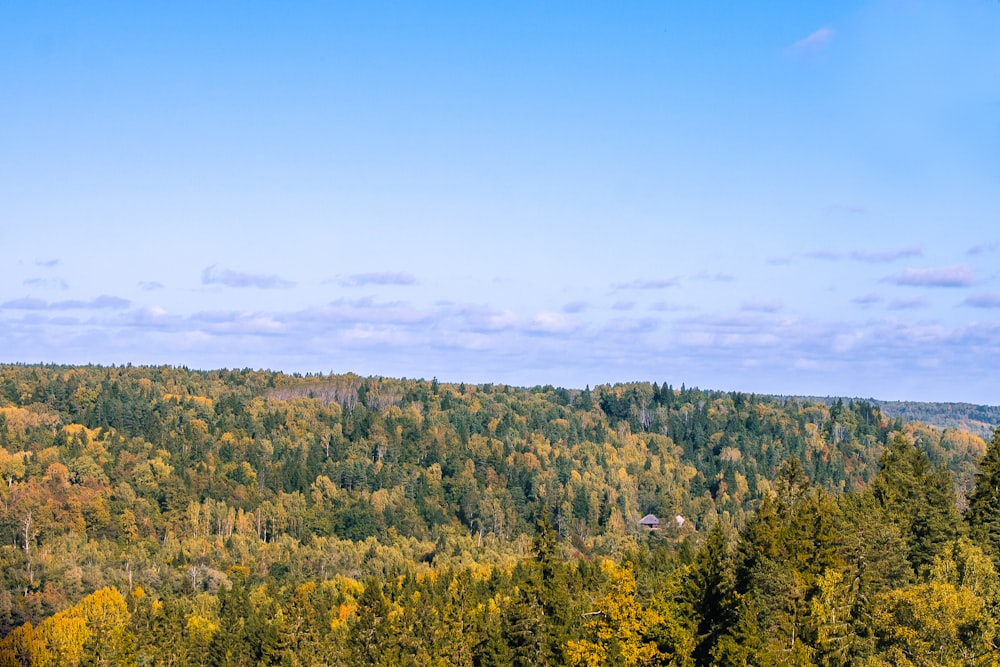 bird's eye photography of forest