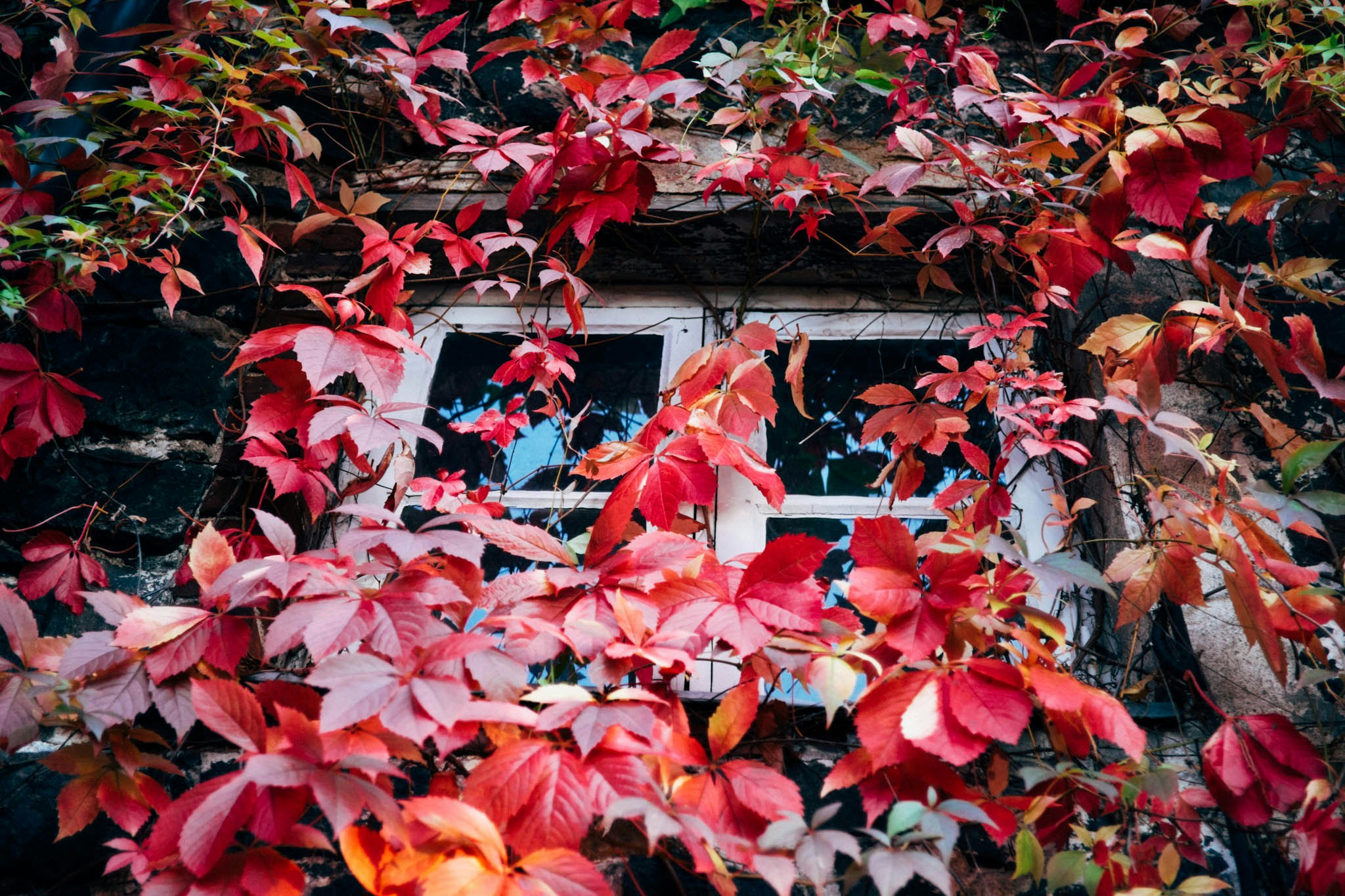 Free Unsplash photo from Nguyen Hung