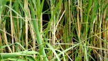 Long, slender green and yellow stalks of grass growing densely together, their textured leaves intertwined. The scene conveys a sense of lush growth and natural foliage.