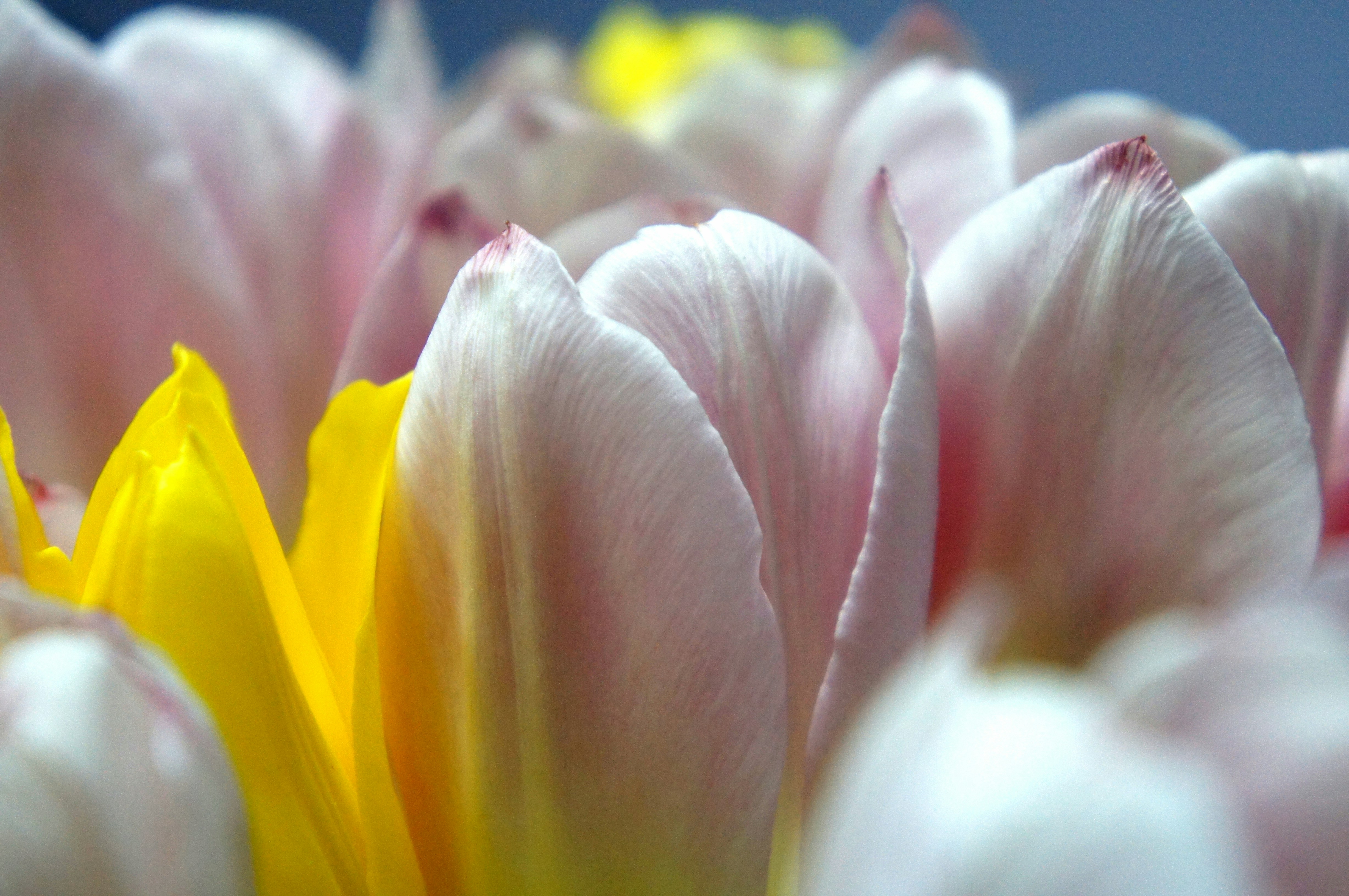 Free Unsplash photo from Alex Romsh