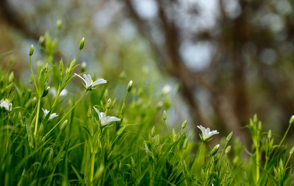 flores de pétalas brancas florescem durante o dia