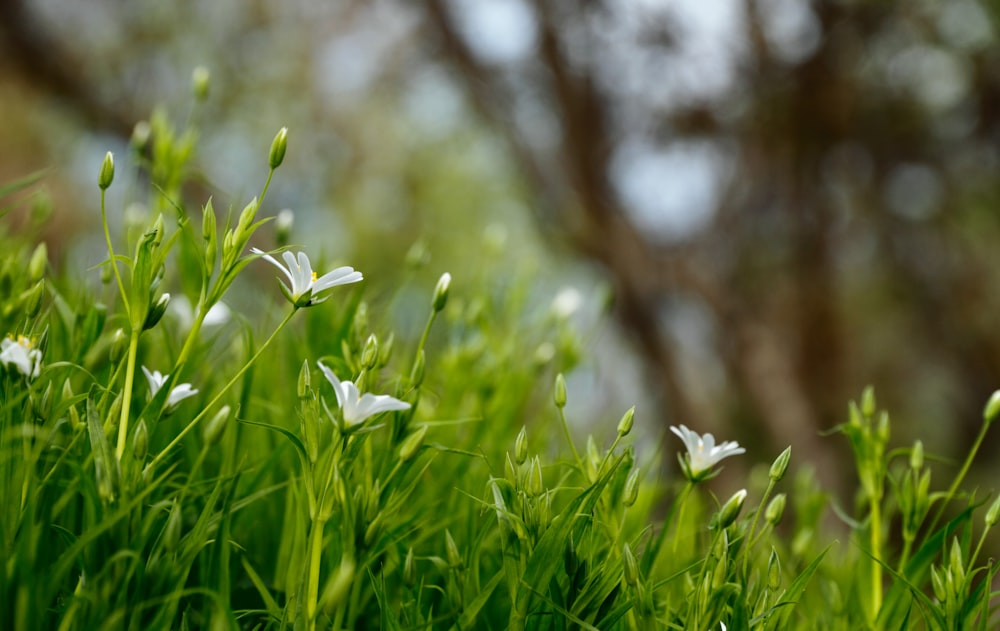 fleurs aux pétales blancs qui fleurissent pendant la journée
