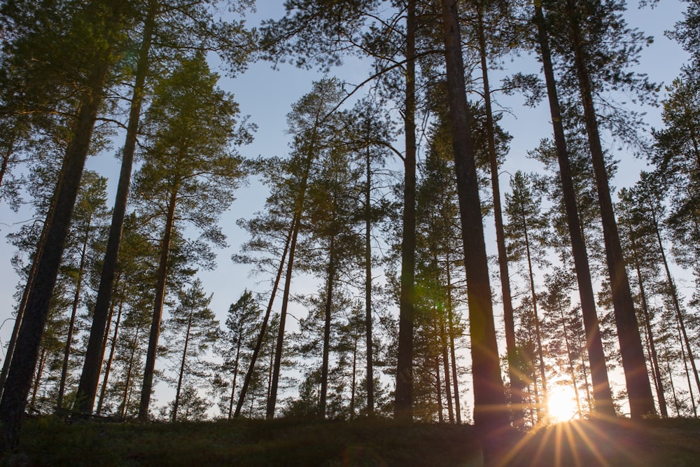 grün belaubte Bäume in der Sonnenuntergangsfotografie