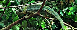 A chameleon is perched on a tree branch surrounded by lush green leaves. The reptile's skin displays various shades of green with a textured, scaly appearance that blends seamlessly with its environment.