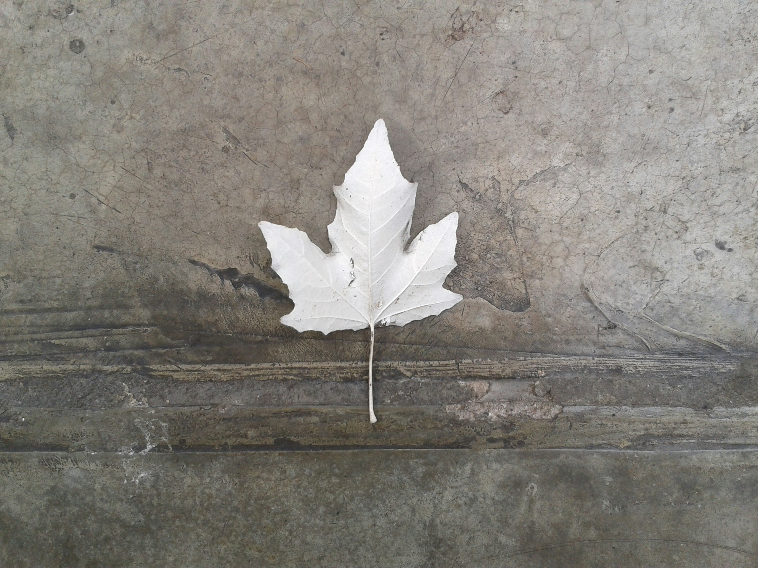 Free Unsplash photo from G M