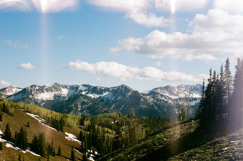 green trees in front of mountain