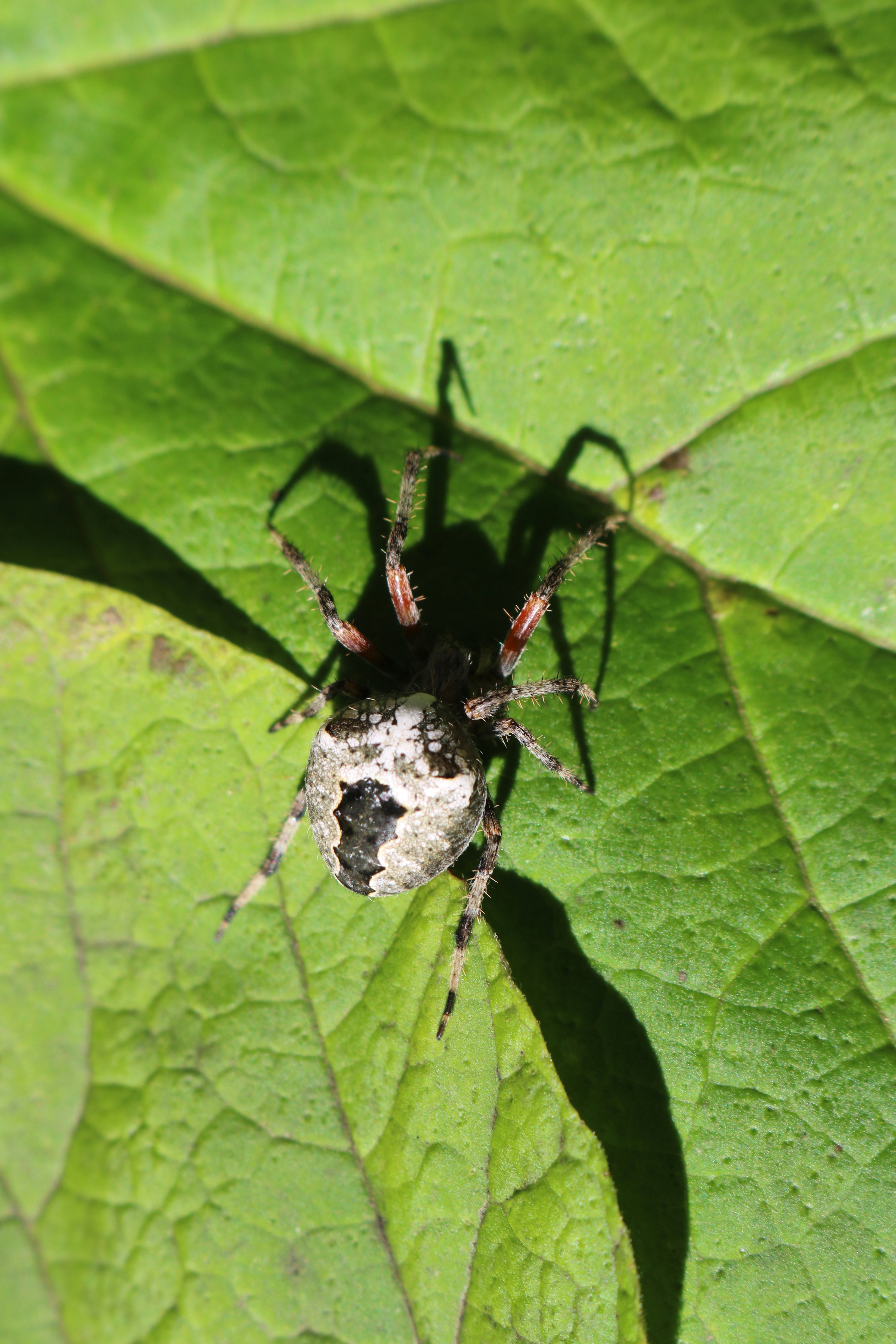 Free Unsplash photo from Izabela Monick