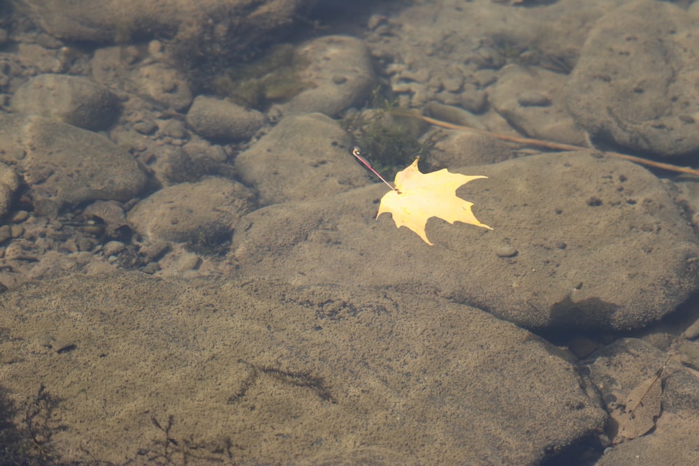 갈색 단풍잎이 잔잔한 수역 위에 떠 있습니다