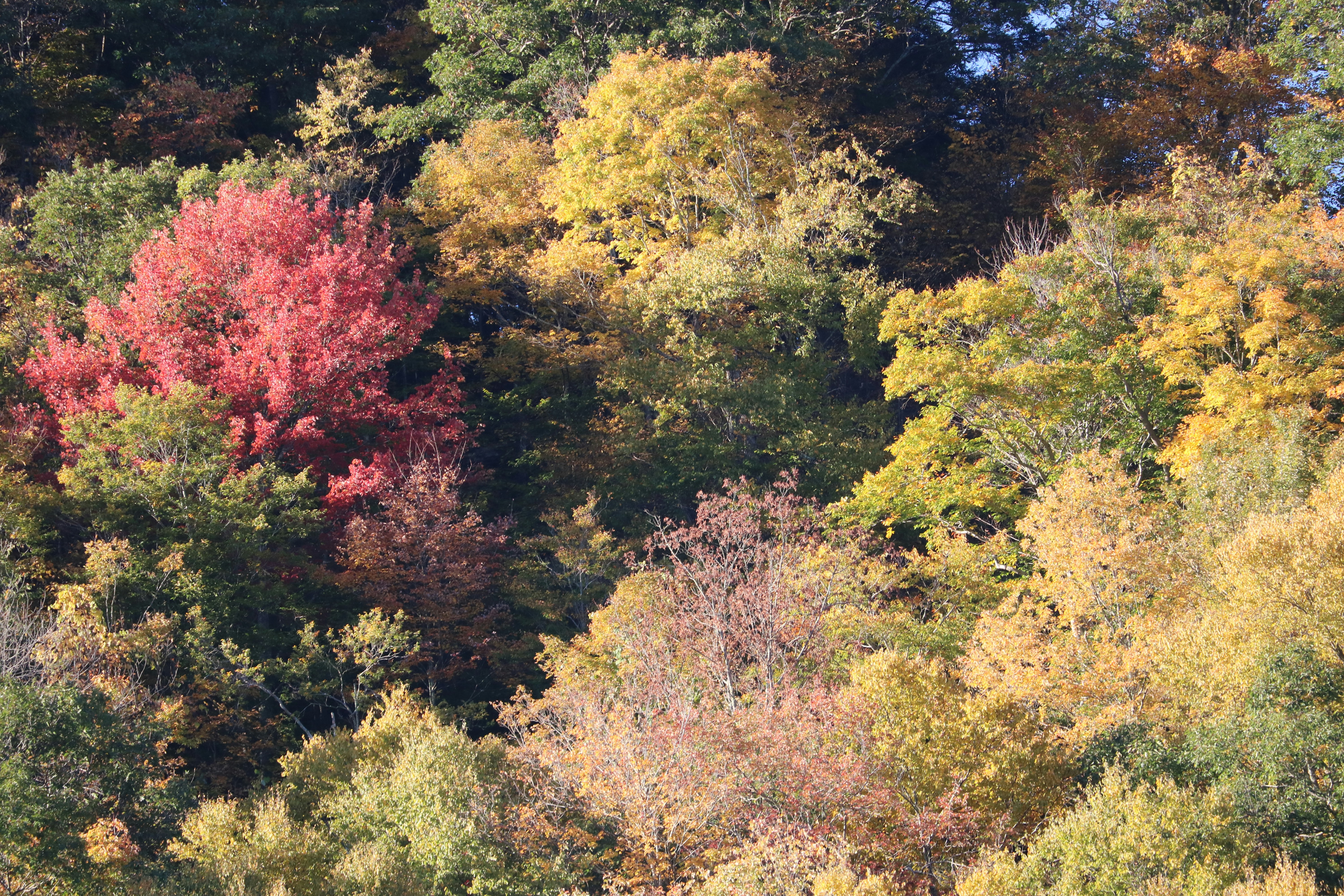 Free Unsplash photo from Izabela Monick