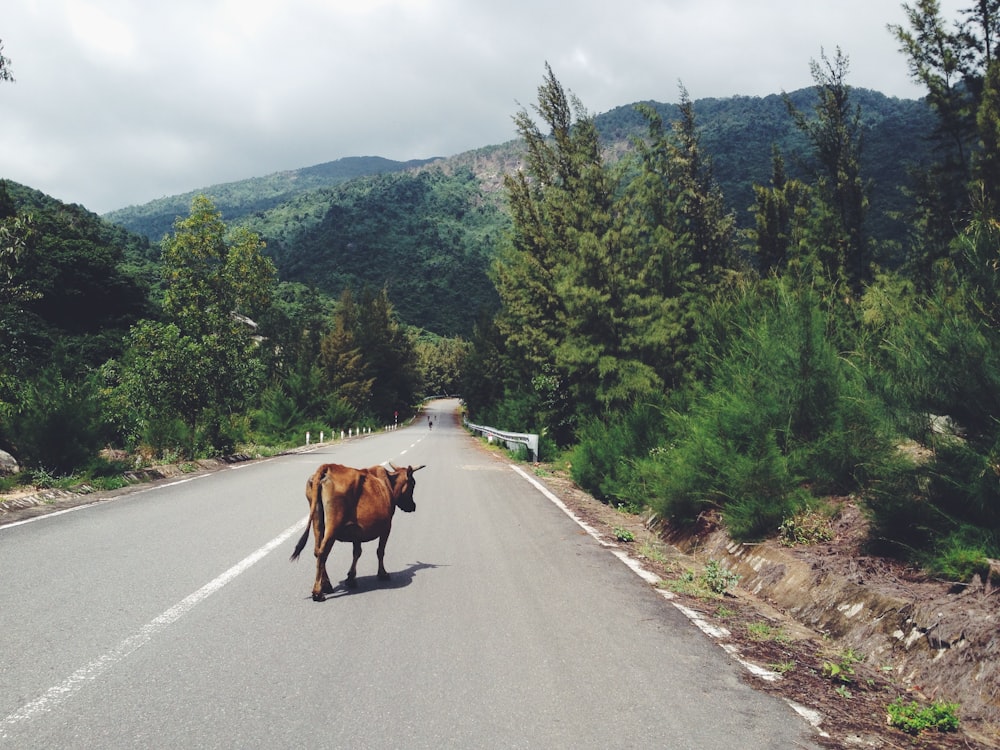 cow walking in the middle of road between trees leading to mountain