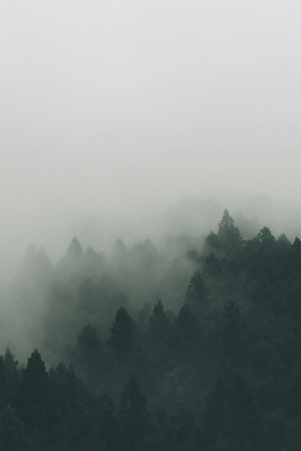 forest covered with fogs