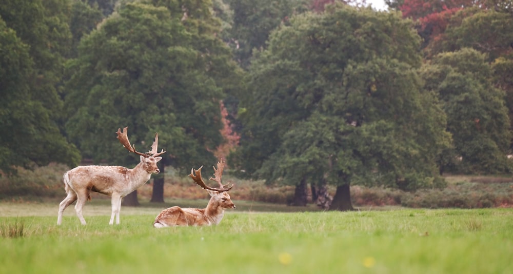 brown and beige deer on top of green grass