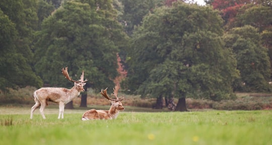 brown and beige deer on top of green grass in Richmond United Kingdom