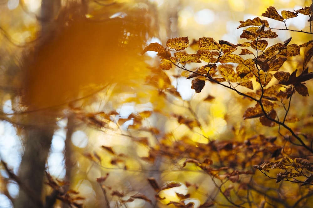 brown leafy tree at daytime