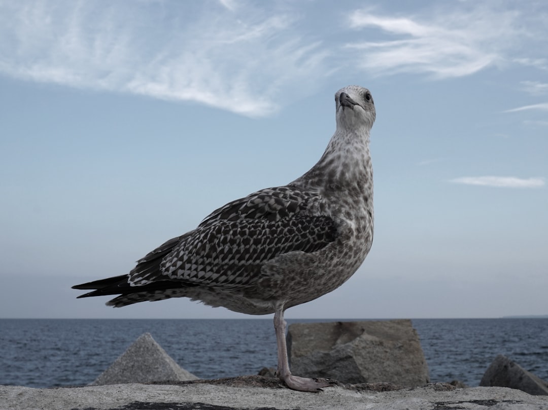 bird standing on stone