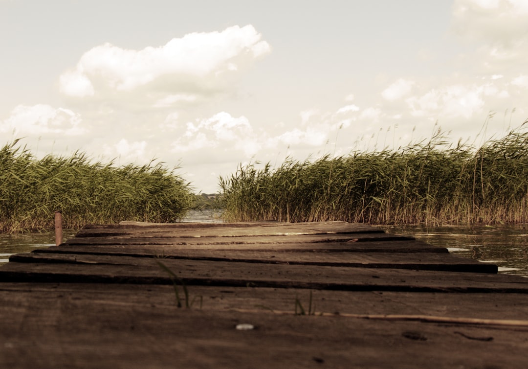 brown wooden dock near green leaf plant