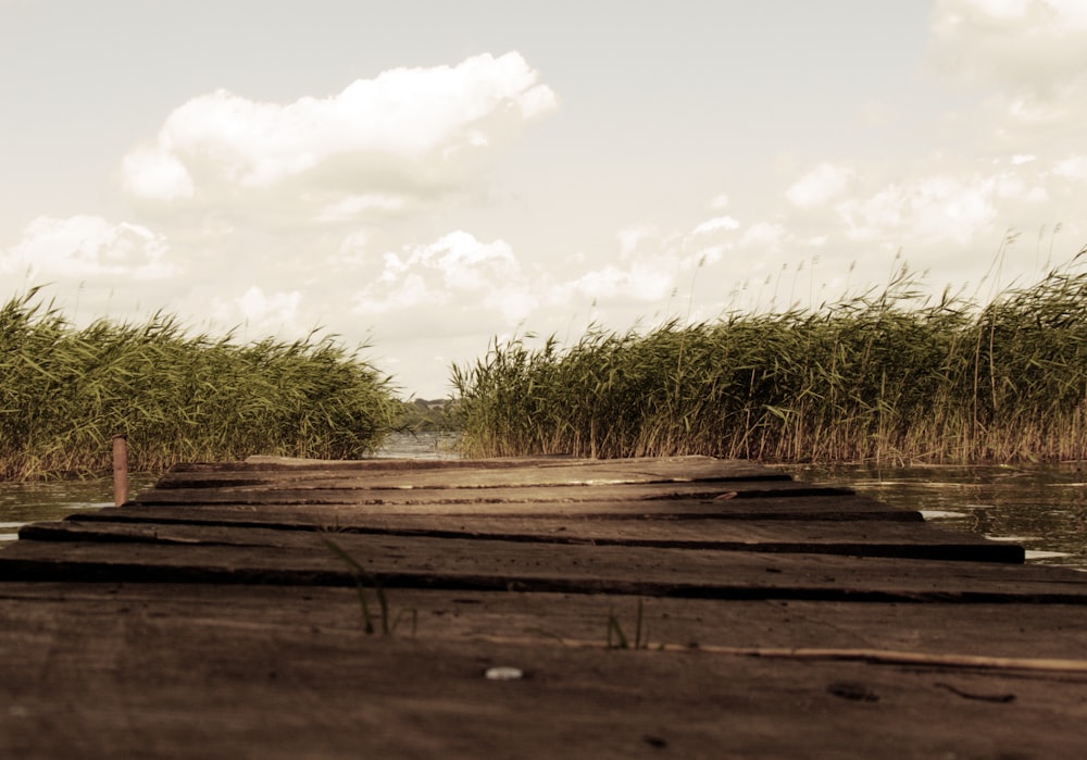 brown wooden dock near green leaf plant