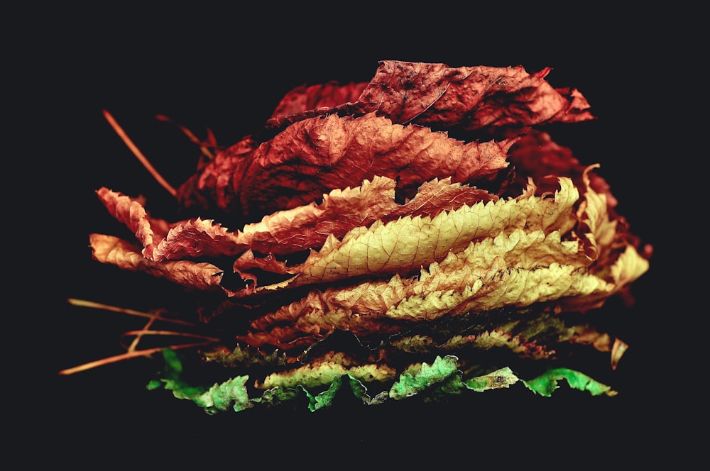 stacked dried leaves