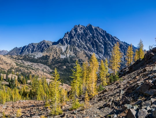 green plant in-front mountain in Mount Stuart United States