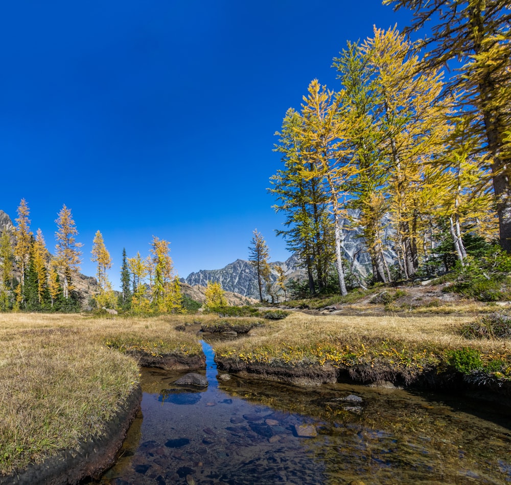 rivière entourée d’arbres