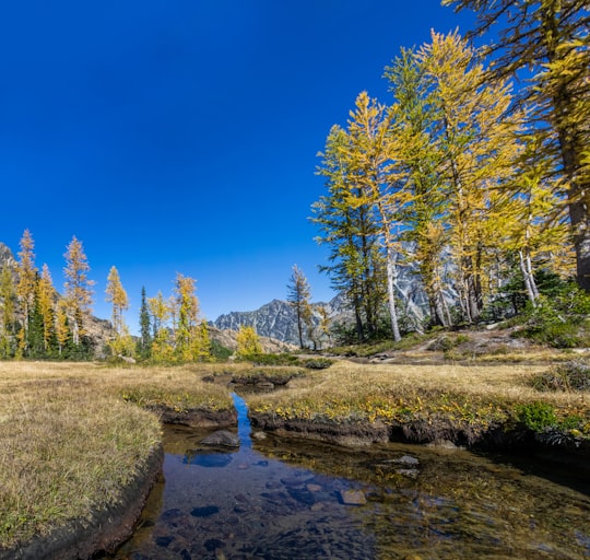 river surround by trees in Lake Ingalls United States