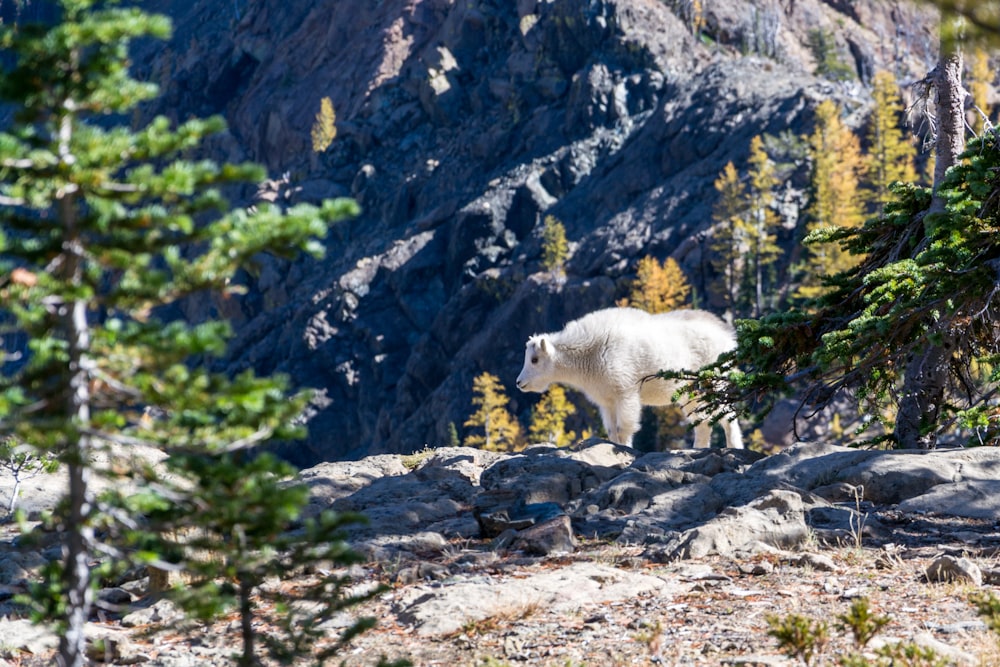 urso polar perto nas árvores