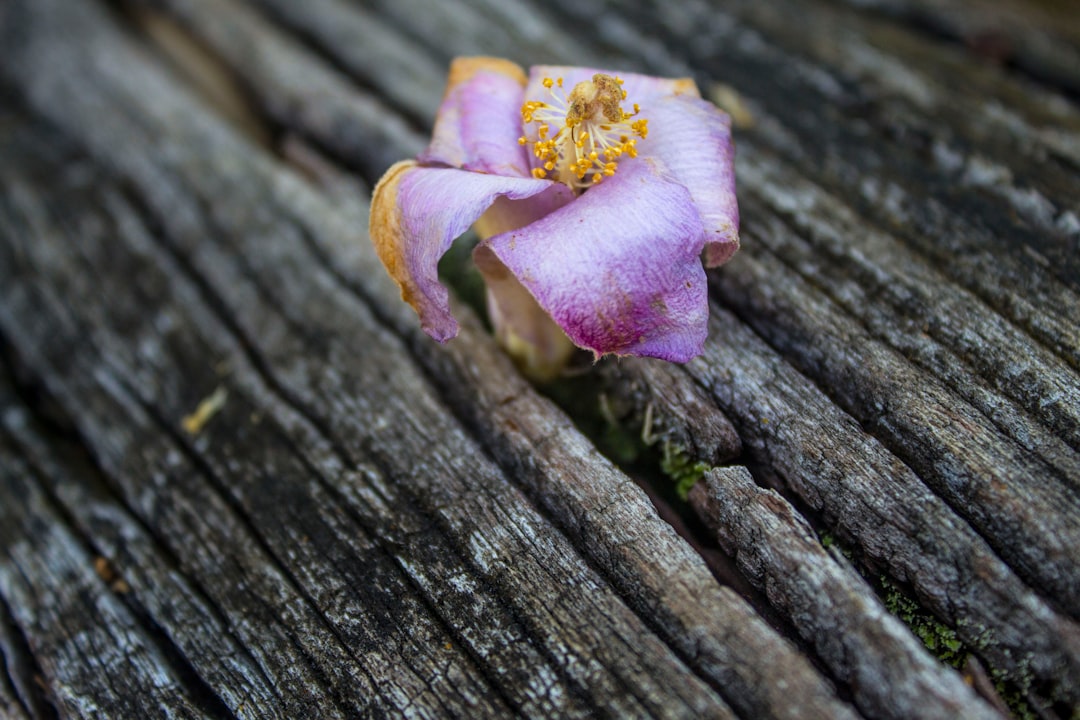 purple flower in tree