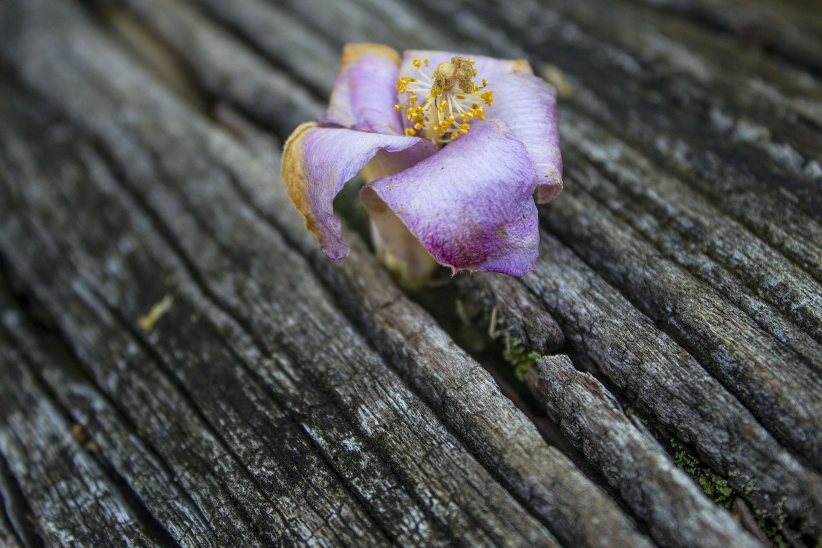 Canon EOS 700D (EOS Rebel T5i / EOS Kiss X7i) + Canon EF-S 18-55mm F3.5-5.6 IS II sample photo. Purple flower in tree photography