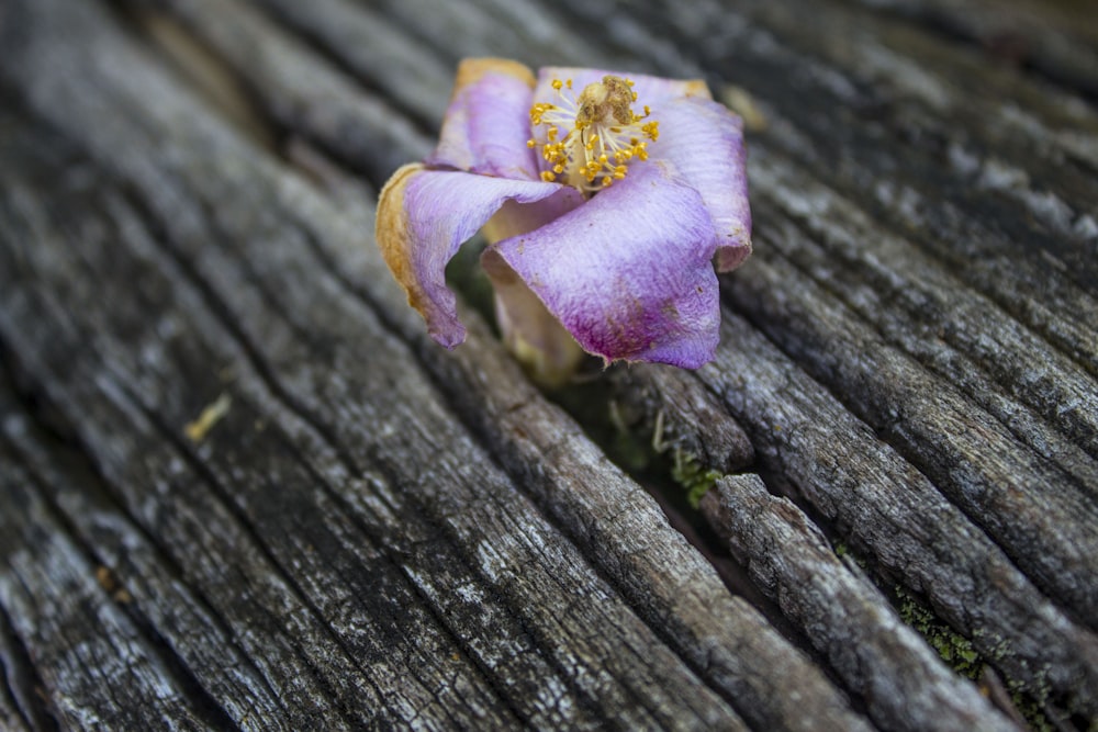 flor púrpura en el árbol