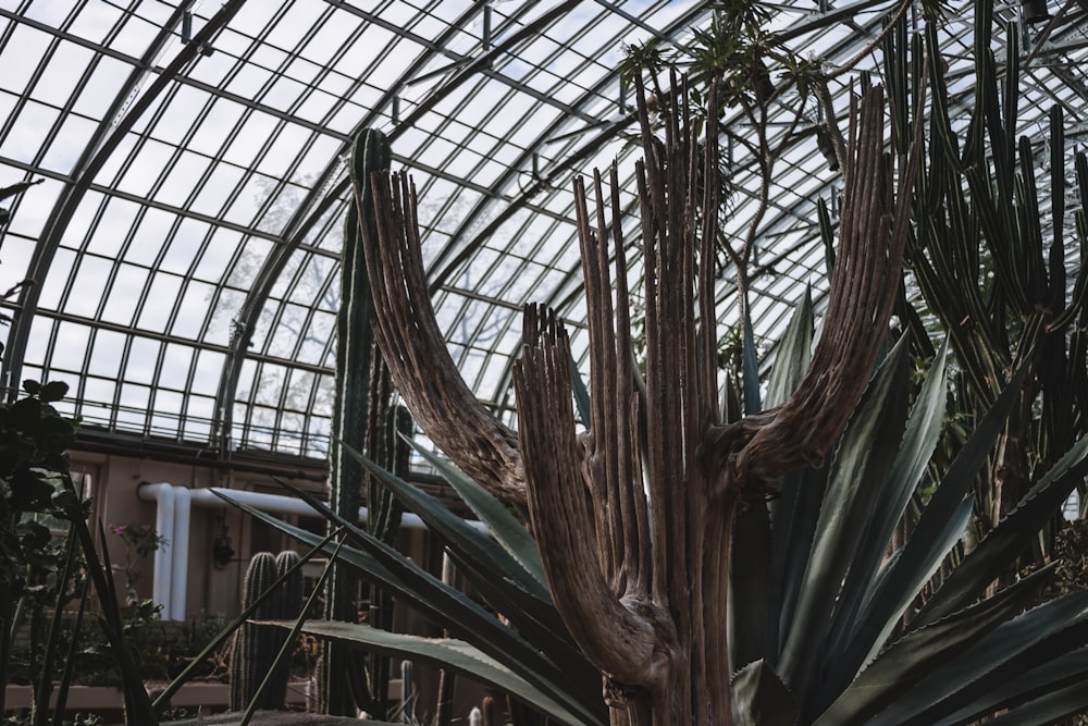 dry cactus plant in greenhouse