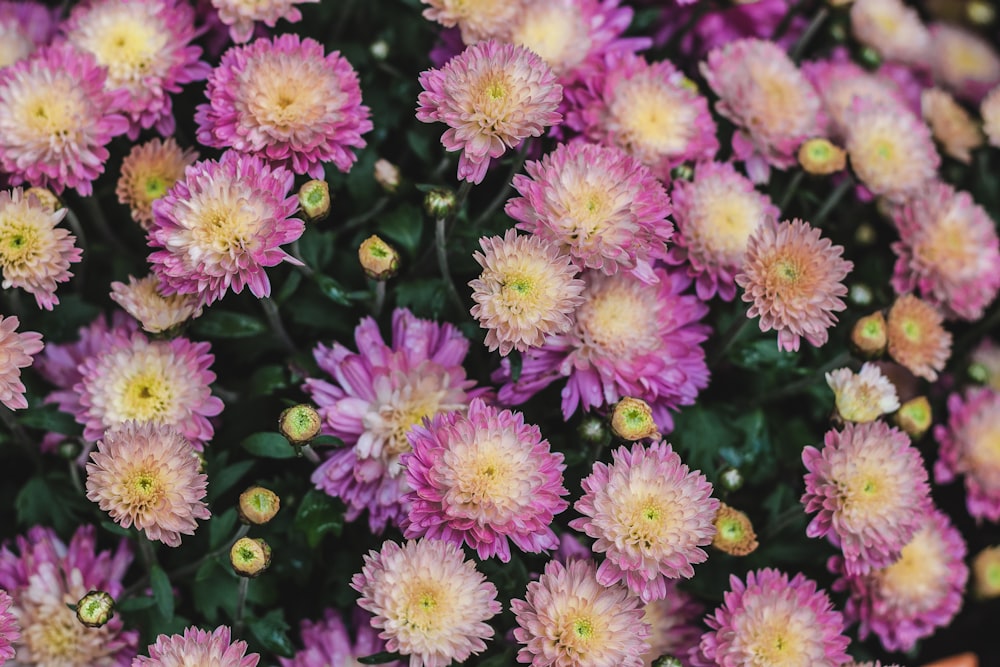 분홍색 꽃잎 꽃밭의 선택적 초점 사진