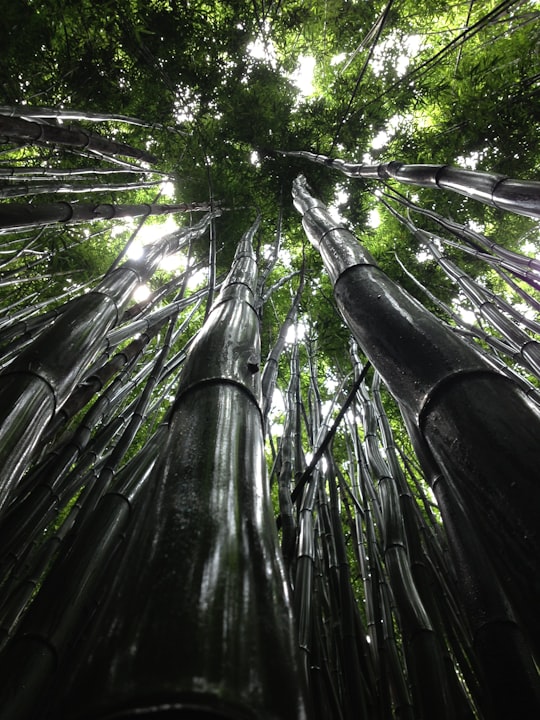 low angle view of green trees in Maui County United States