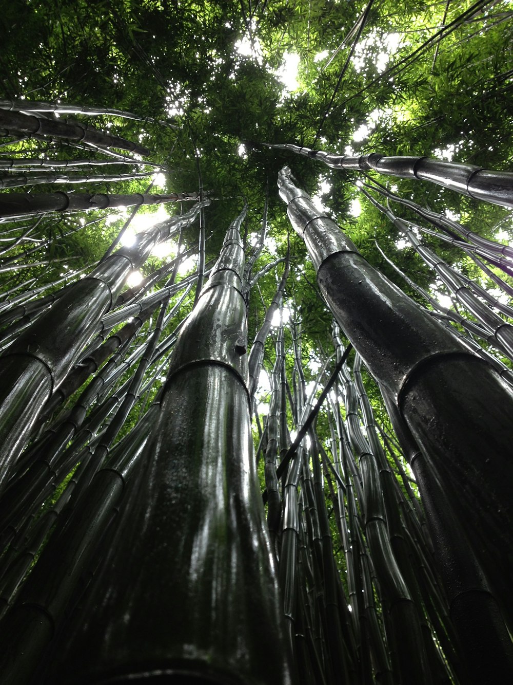 low angle view of green trees