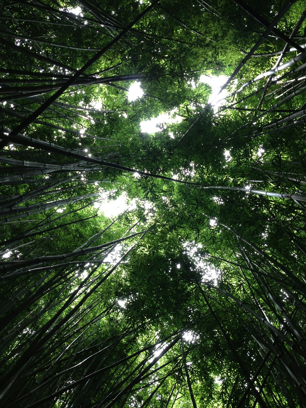 bottom view shot of bamboos during daytime