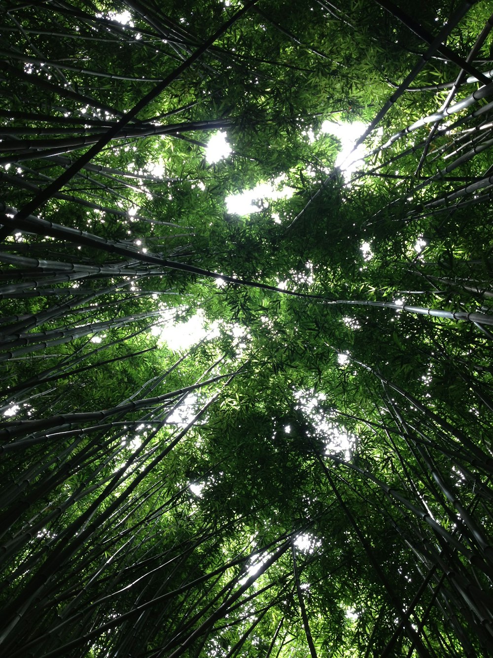 Vista dal basso di bambù durante il giorno