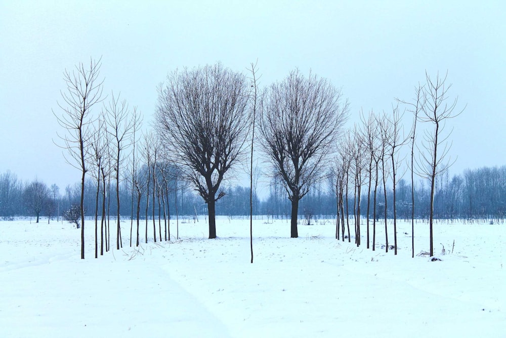 Schwarzer Baum