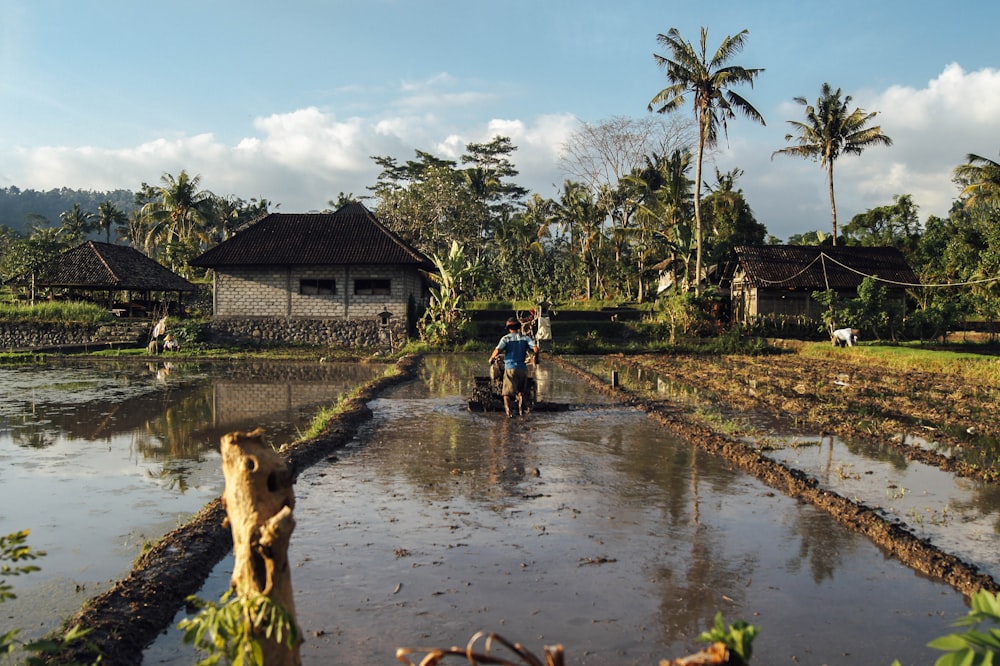 person walking on rice field