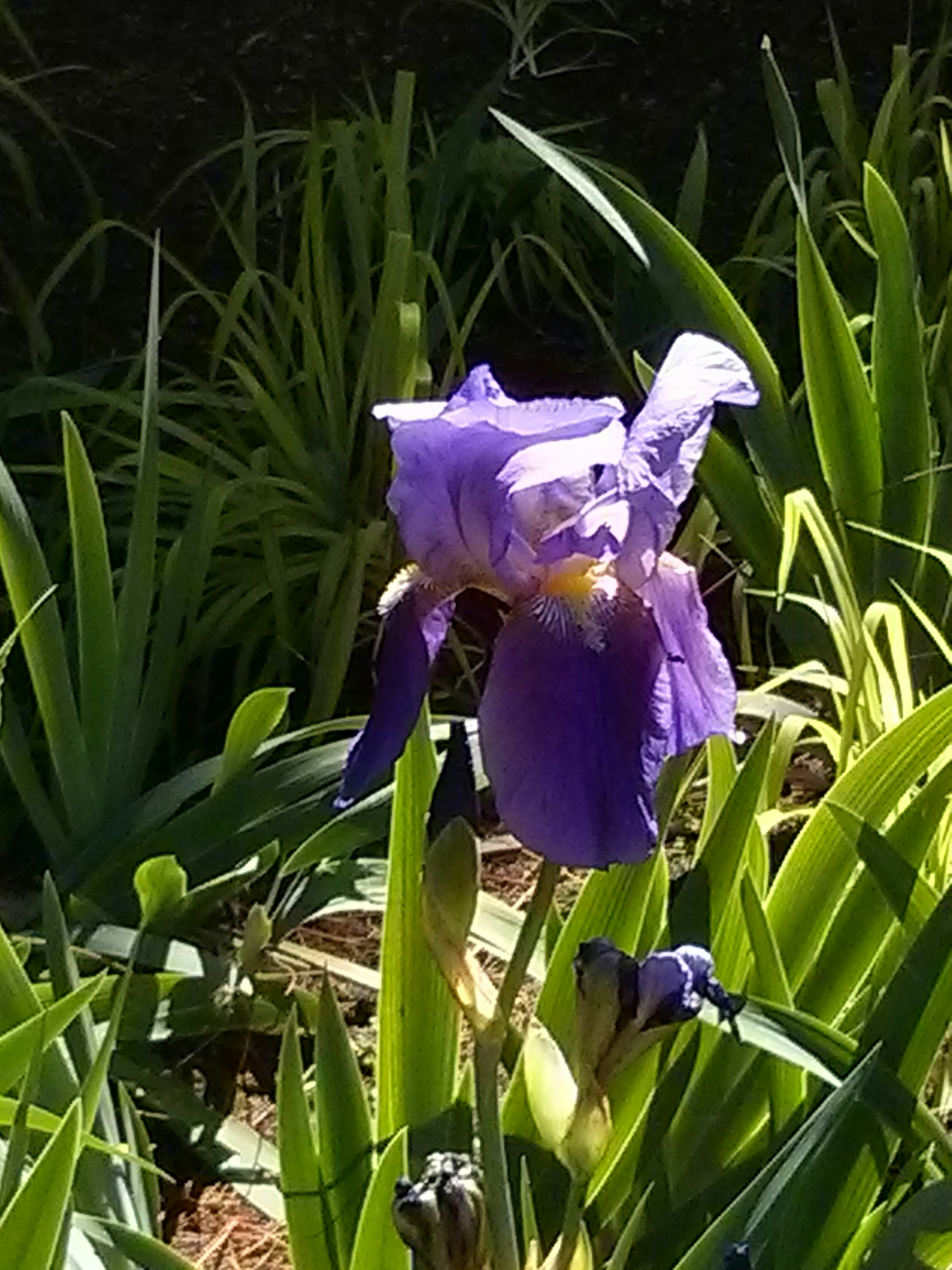 Free Unsplash photo from Melinda Howell