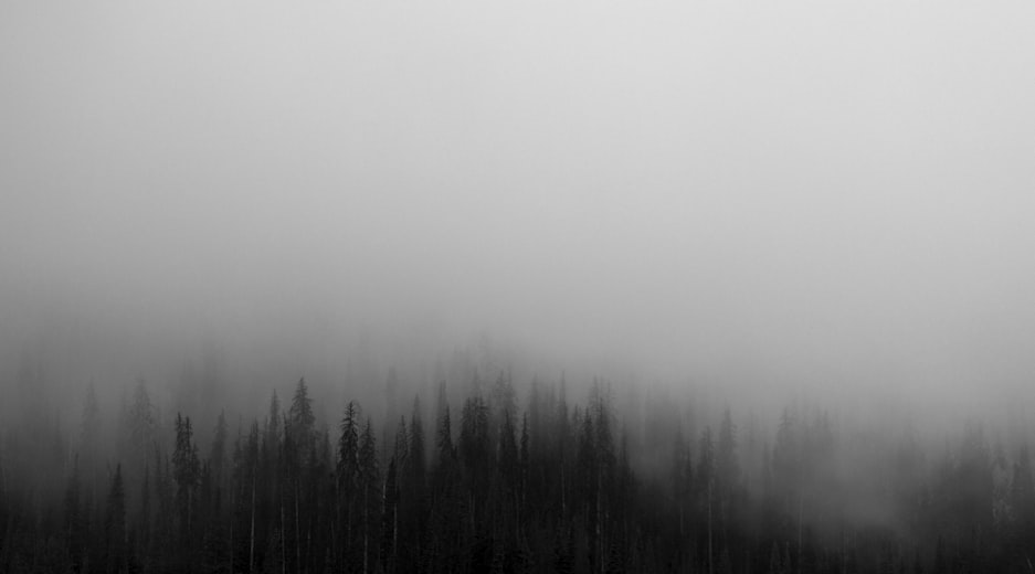 A treeline emerging from thick fog &mdash; the visible edge of what is known