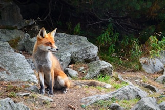 fox standing on brown soil with rocks