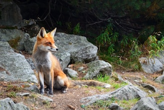 fox standing on brown soil with rocks