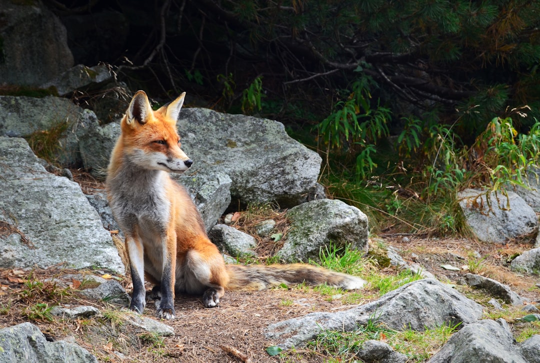 Wildlife Action Photography