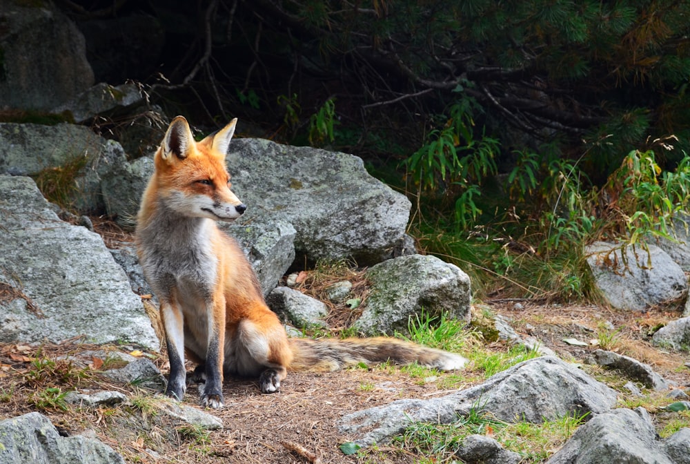 Fuchs steht auf brauner Erde mit Steinen
