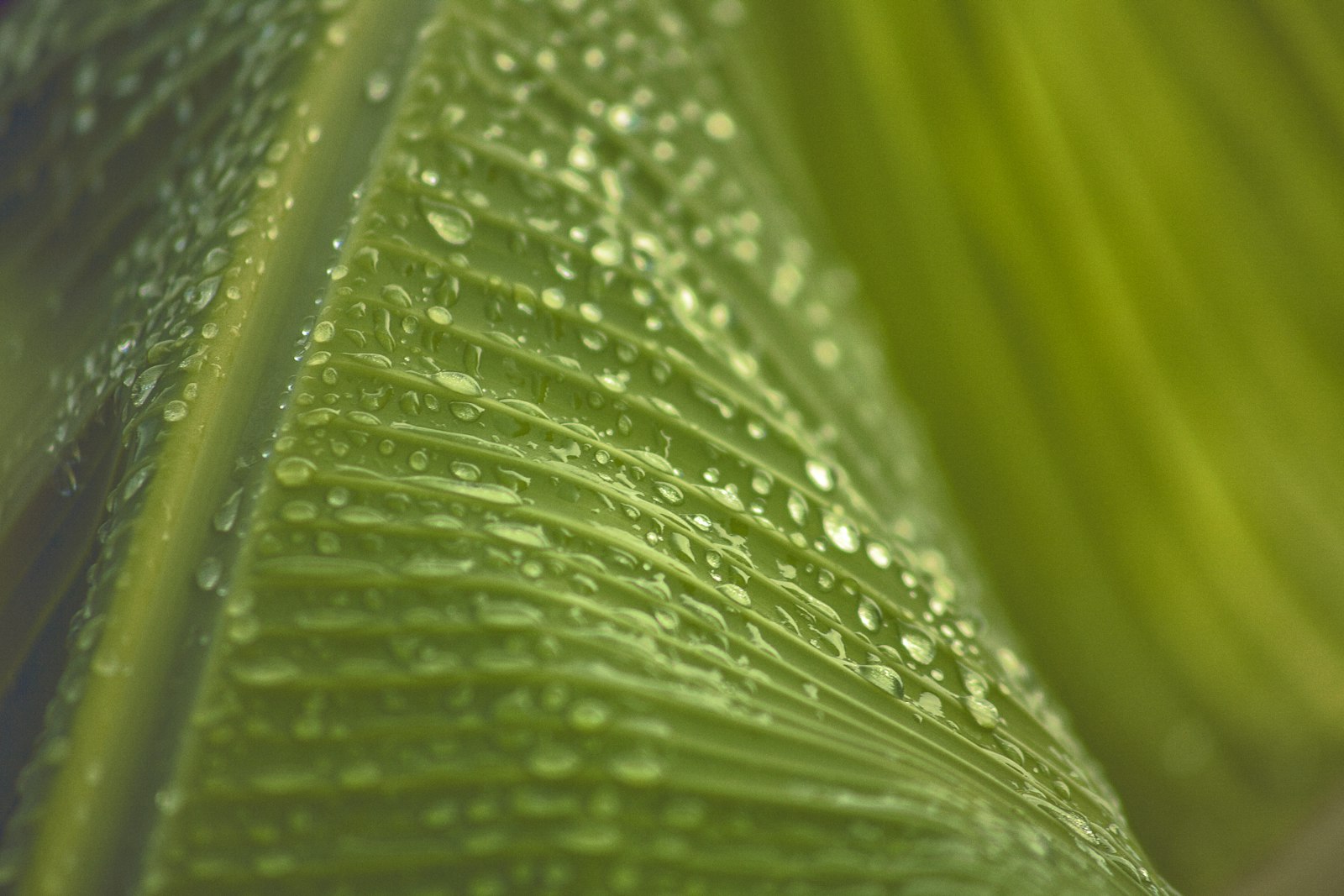 Canon EF 100-300mm f/5.6 sample photo. Droplets on green leaf photography