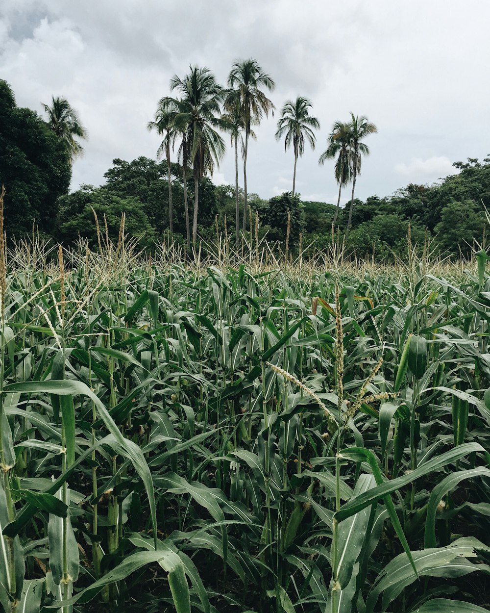 corn field surround by trees