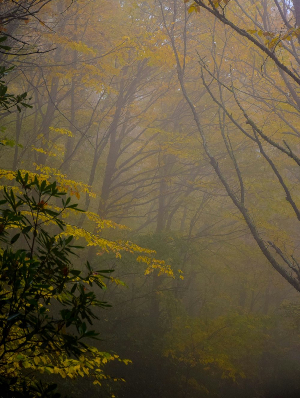 100 Stunning Misty Forest Pictures Download Free Images On Unsplash