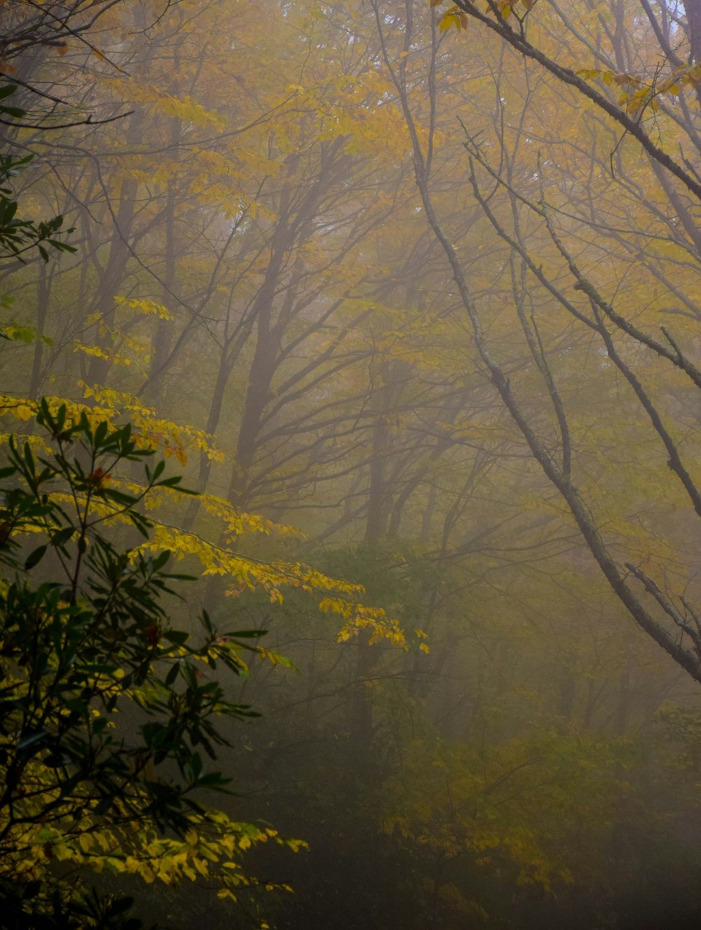 Nahaufnahme Foto von grünen Laubbäumen im Wald