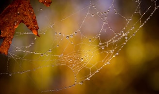 A delicate spiderweb glistening with morning dew among autumn leaves