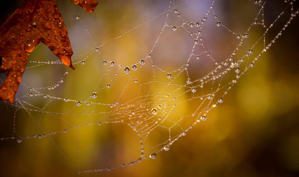 foto focada seletiva de uma teia de aranha com gotas de água