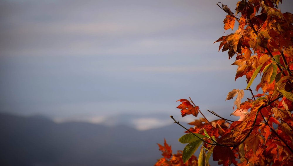 brown leaves at daytime